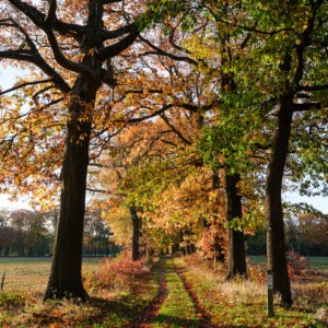 FAMILY ROAST - Wortel Kolonie - 11 nov - extra spots!