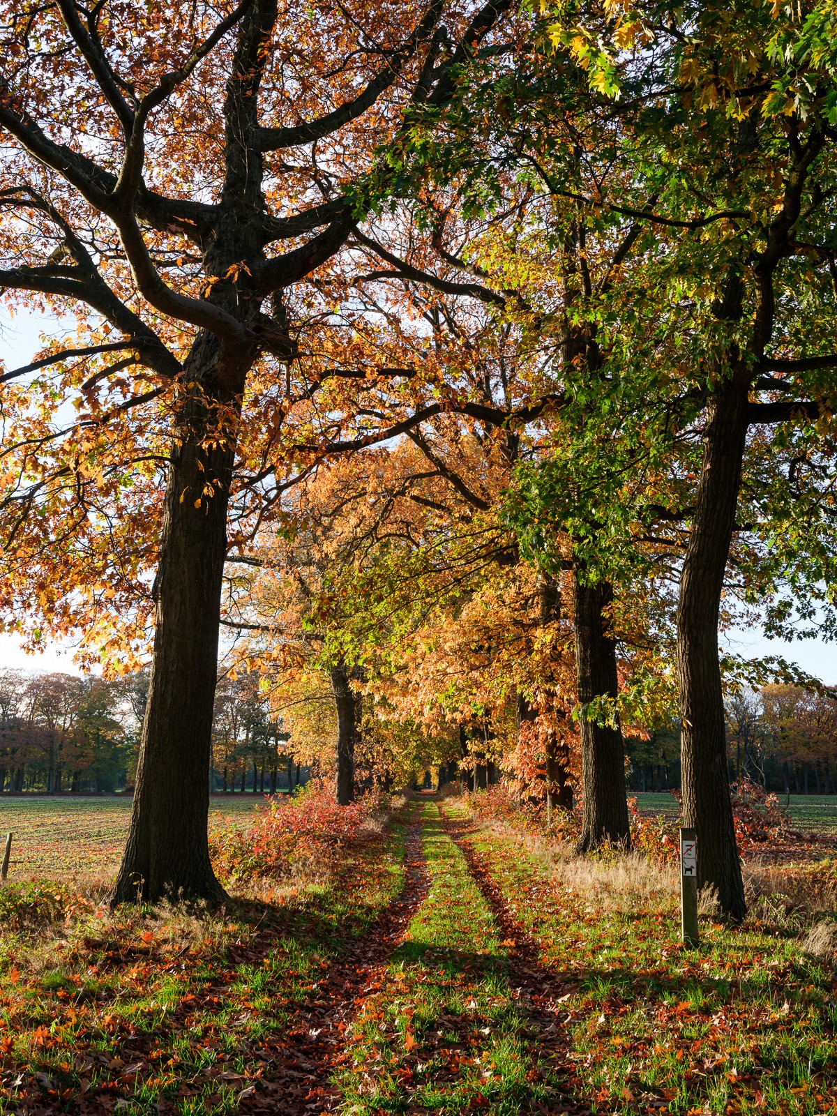 FAMILY ROAST - Wortel Kolonie - 11 nov - extra spots!